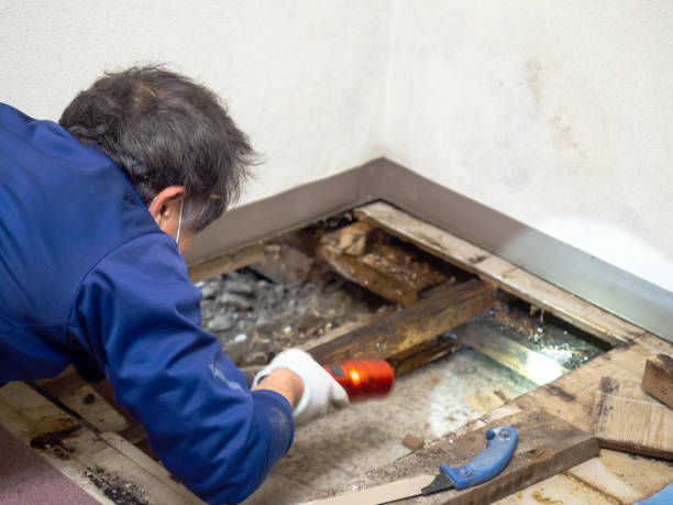 Best Mold Remediation Services  in Kerhonkson, NY