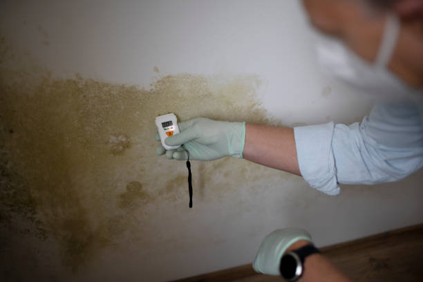 Best Professional Mold Removal  in Kerhonkson, NY