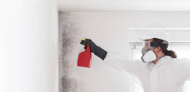 Best Professional Mold Removal  in Kerhonkson, NY