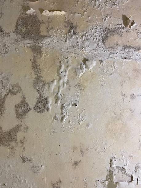 Mold Removal and Inspection in Kerhonkson, NY