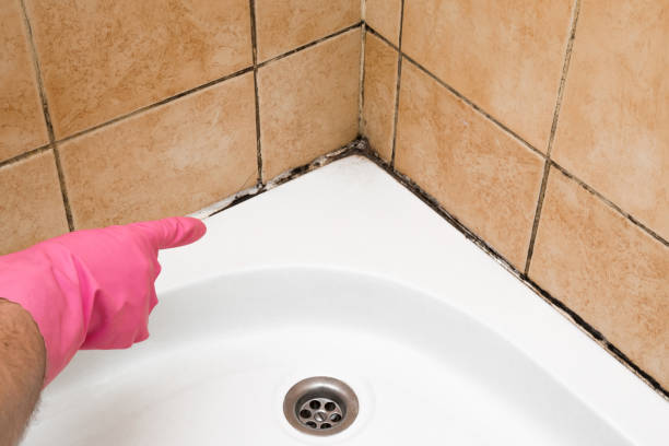 Best Residential Mold Removal  in Kerhonkson, NY